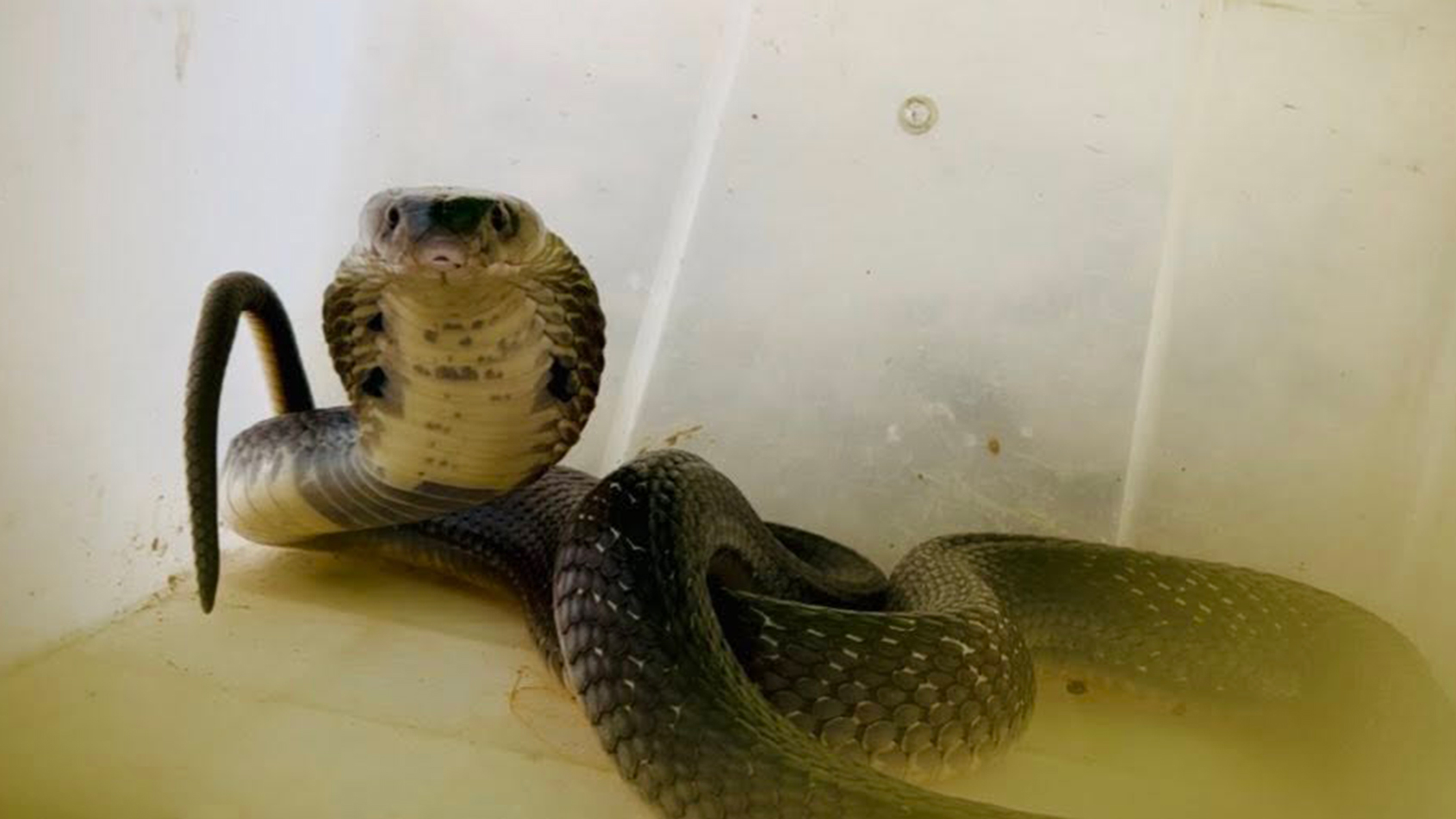 king cobra