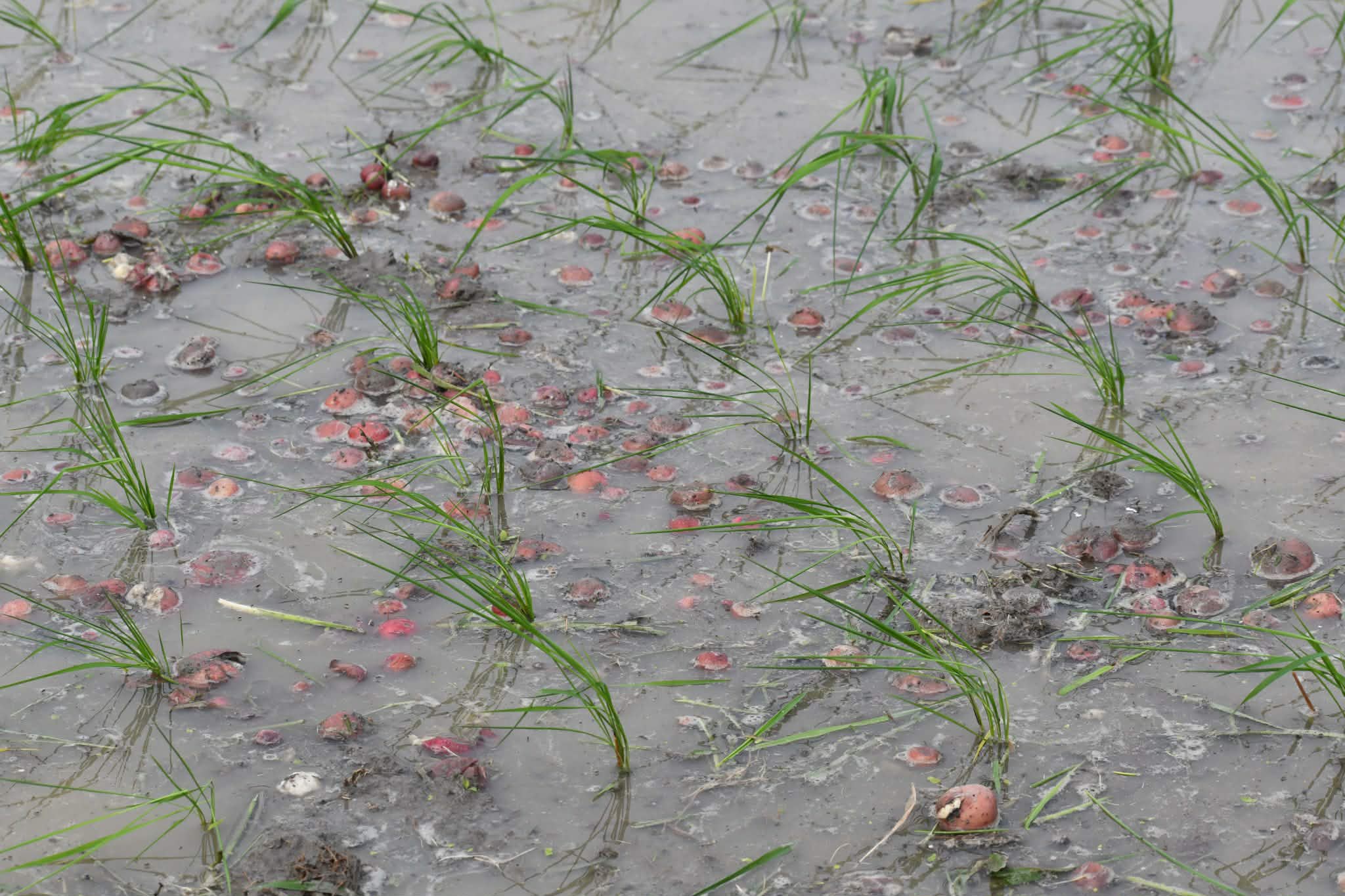 বগুড়া