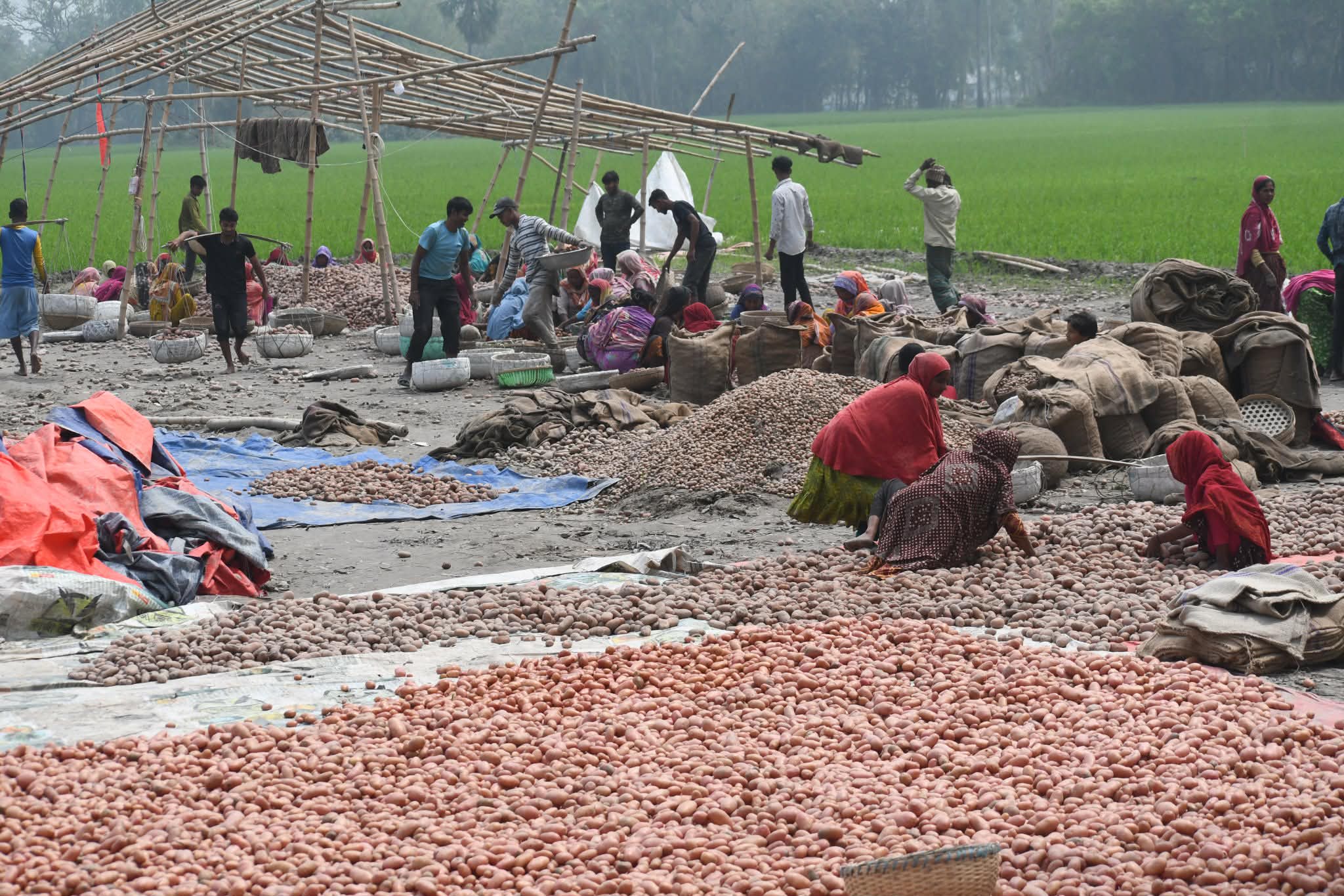 বগুড়া