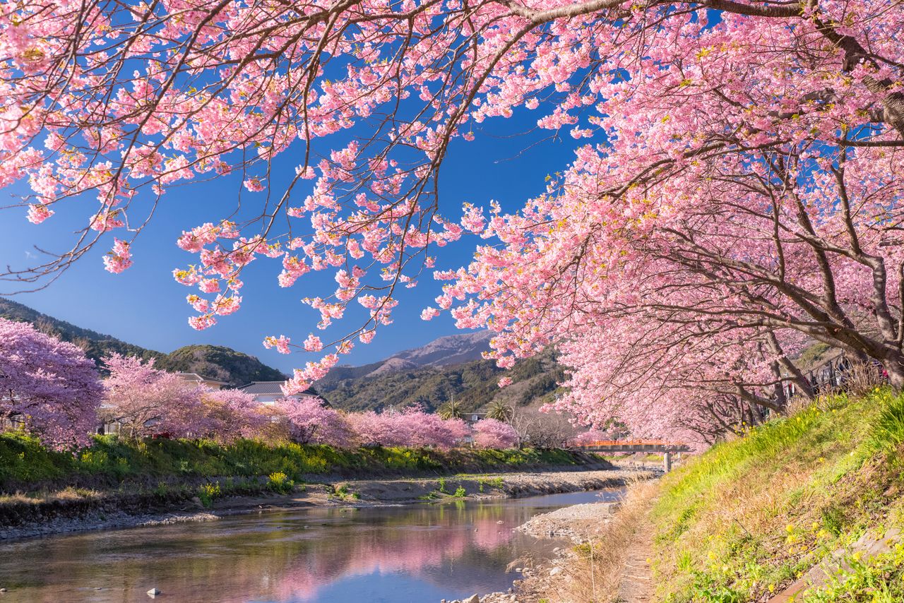 japan cherry