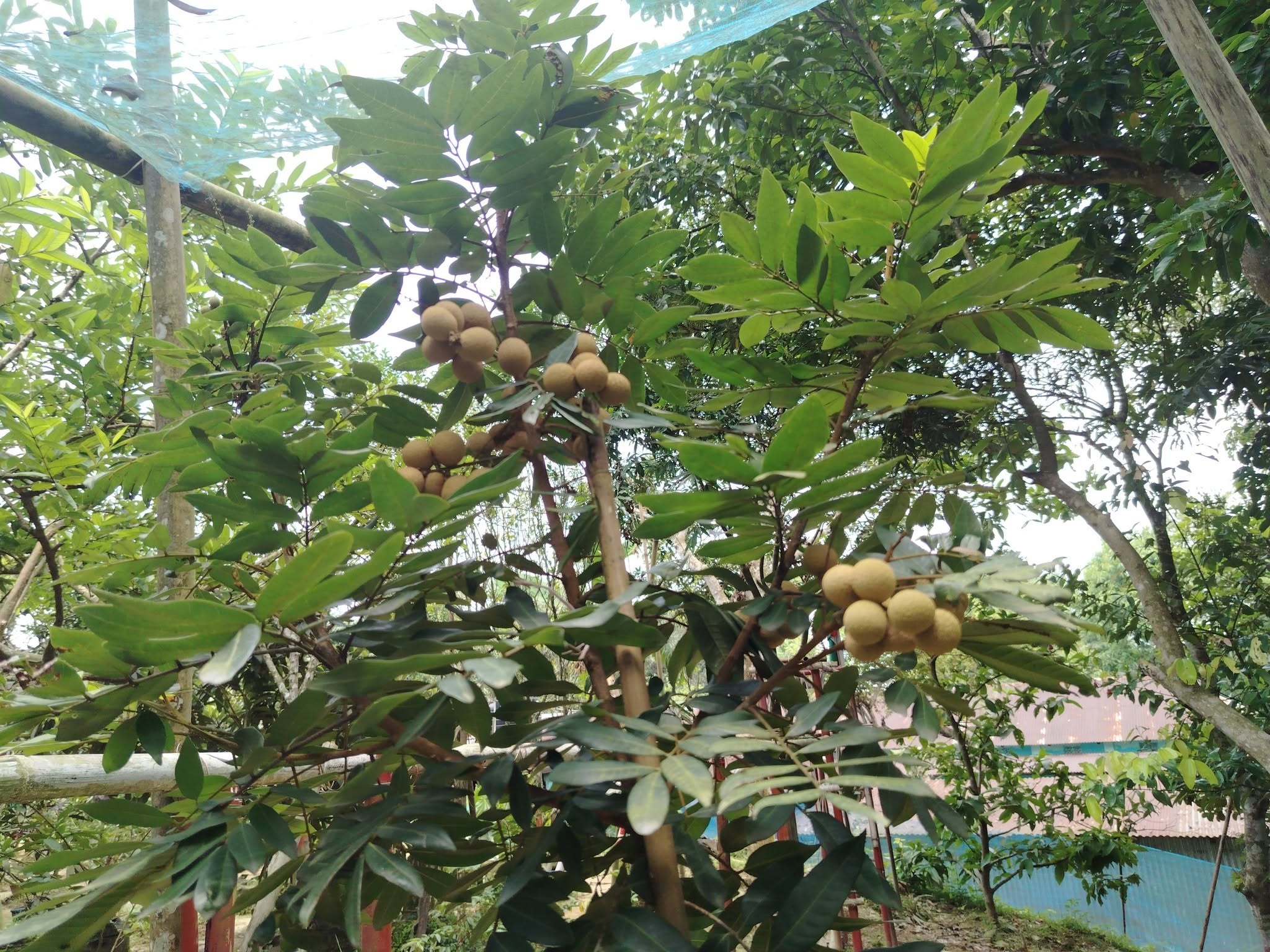 বাগান