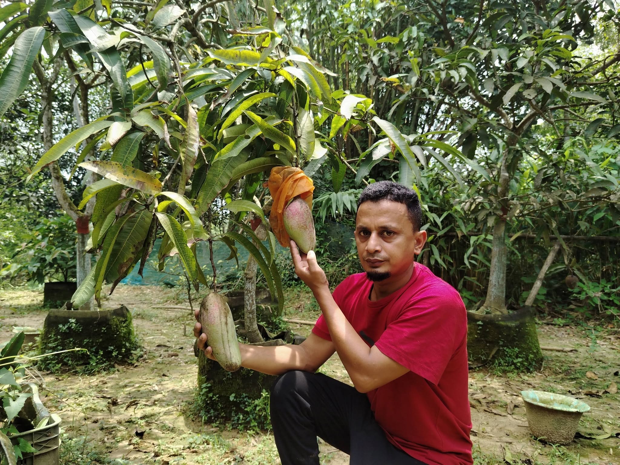 আম বাগান