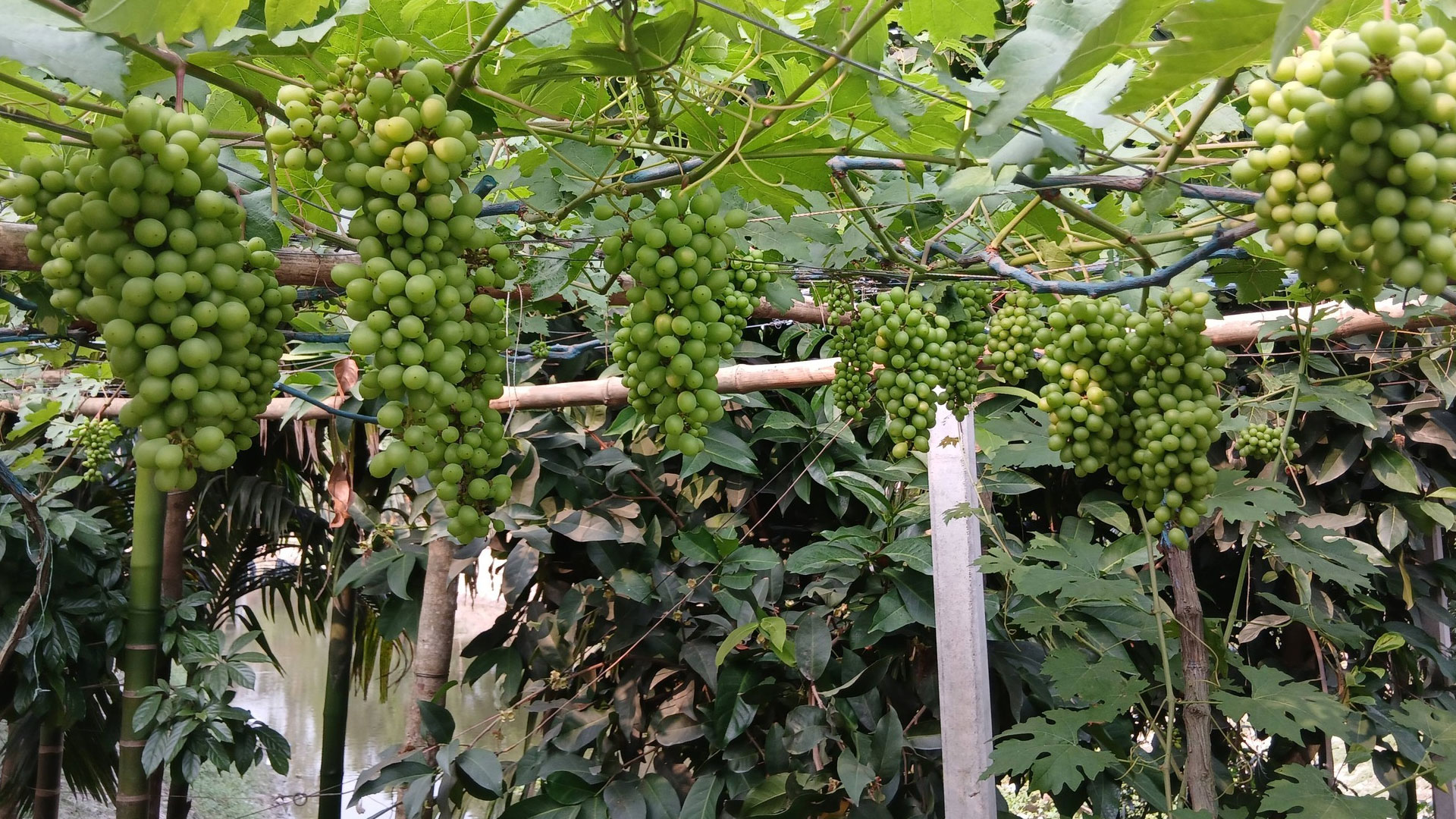 grape