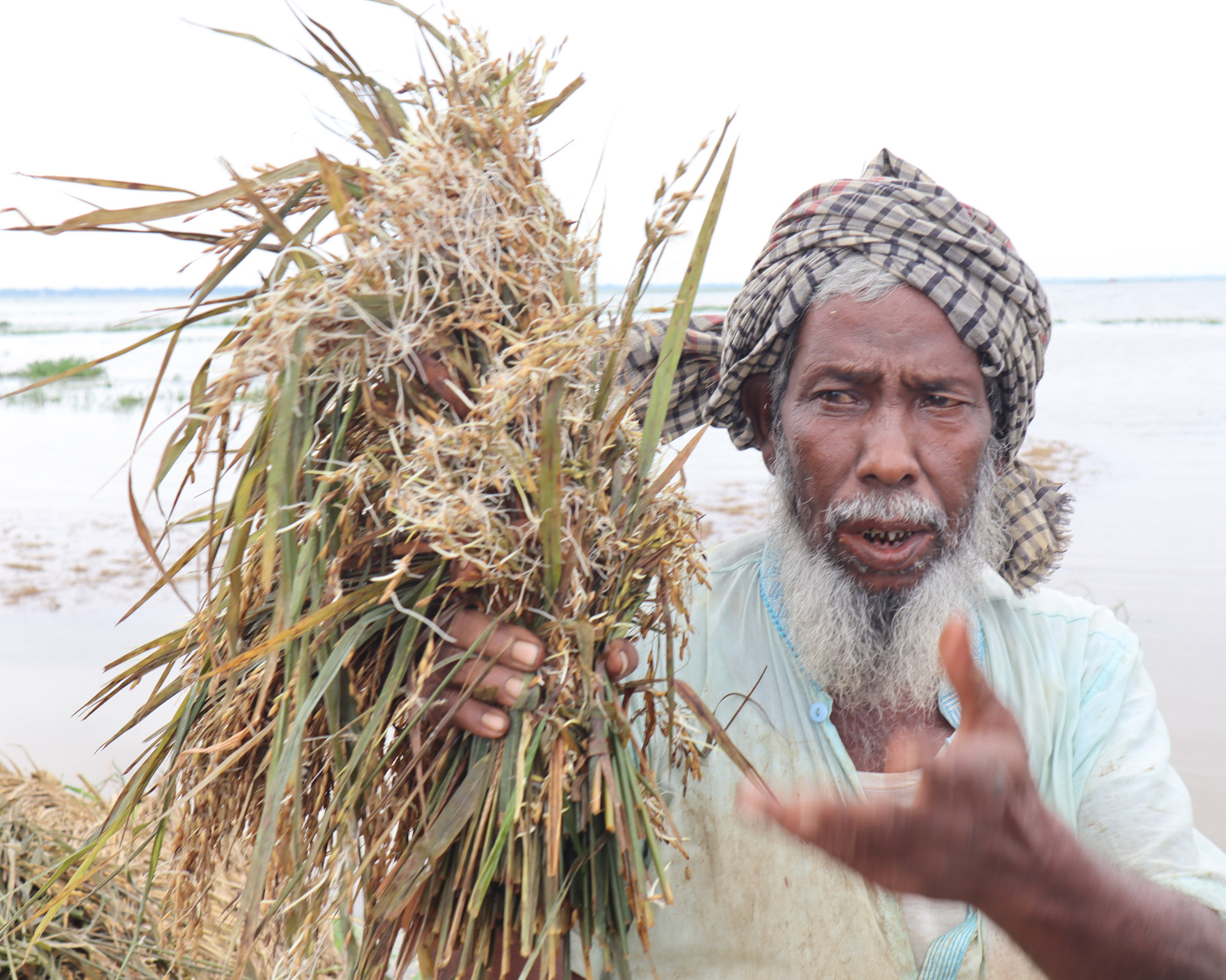 বোরো ধান