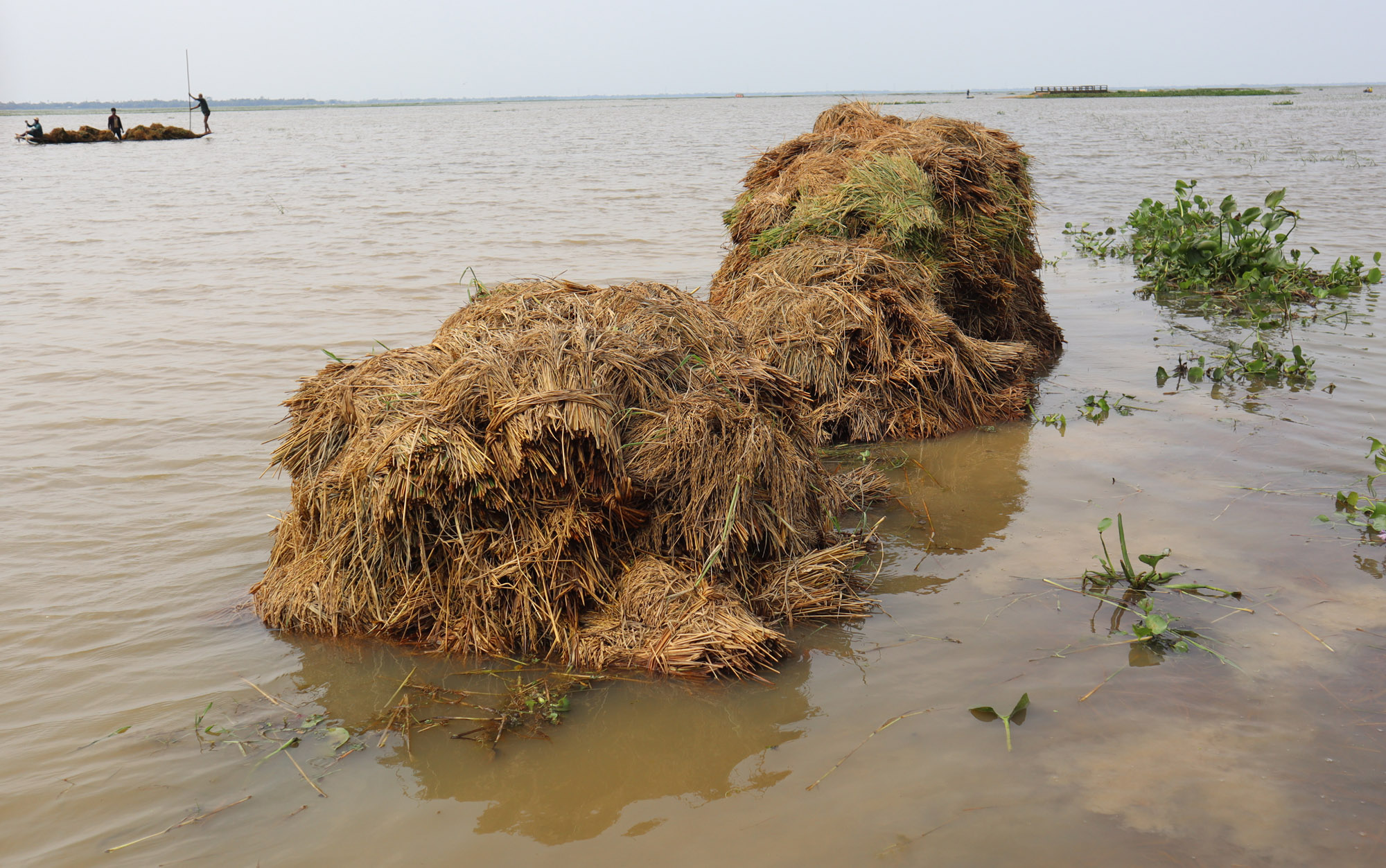 বোরো ধান