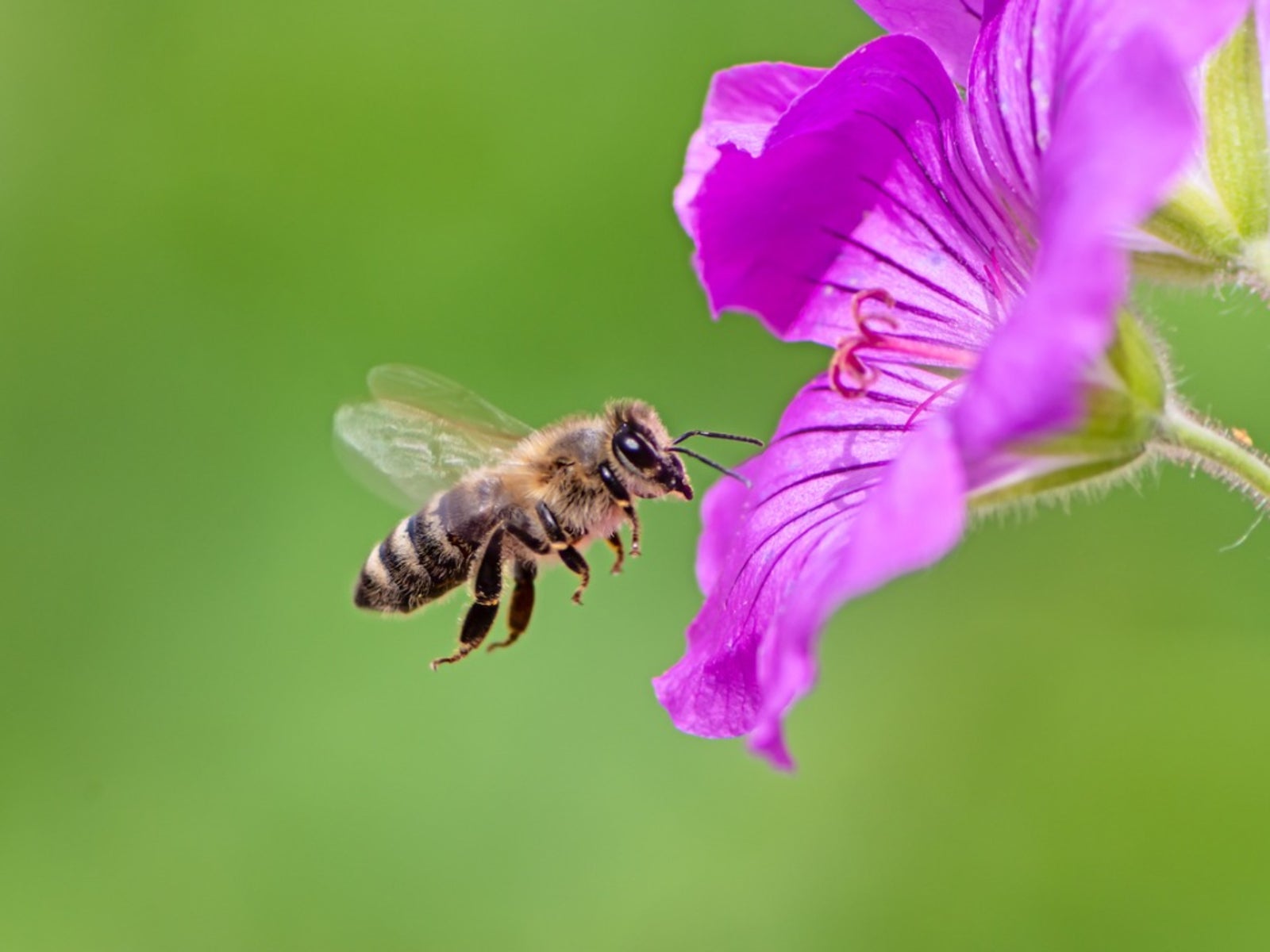 flower needs to be pollinated.