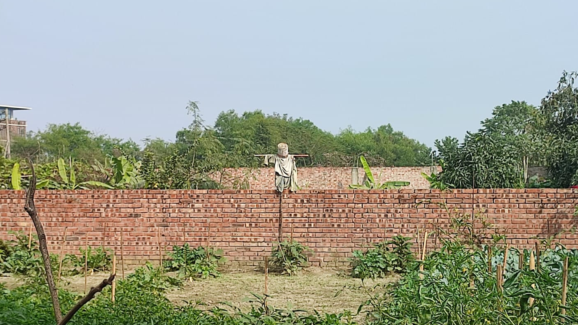 কাকতাড়ুয়া। ছবি: আরাফাত সেতু/স্টার