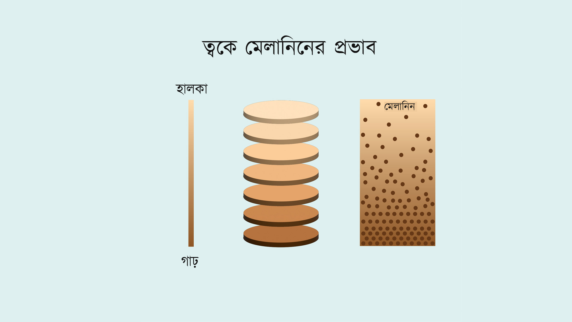 ত্বকের রং হালকা হবে নাকি গাঢ় হবে তা ঠিক করে মেলানিন।