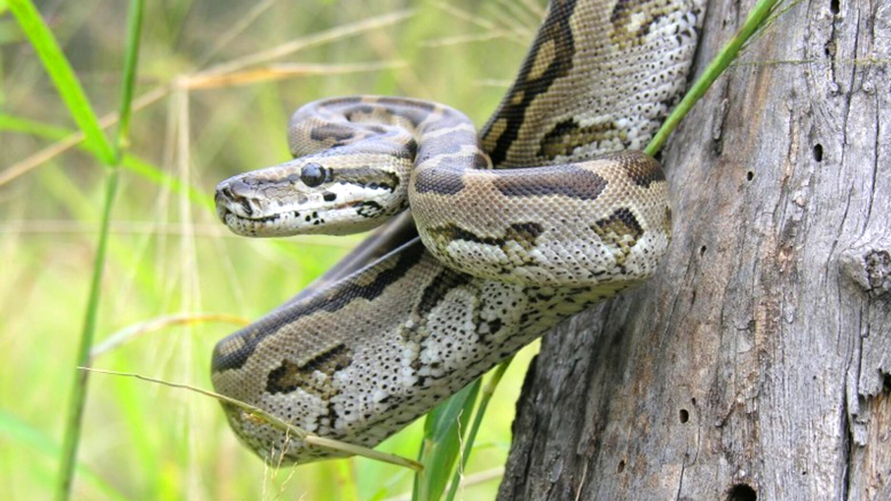 snake