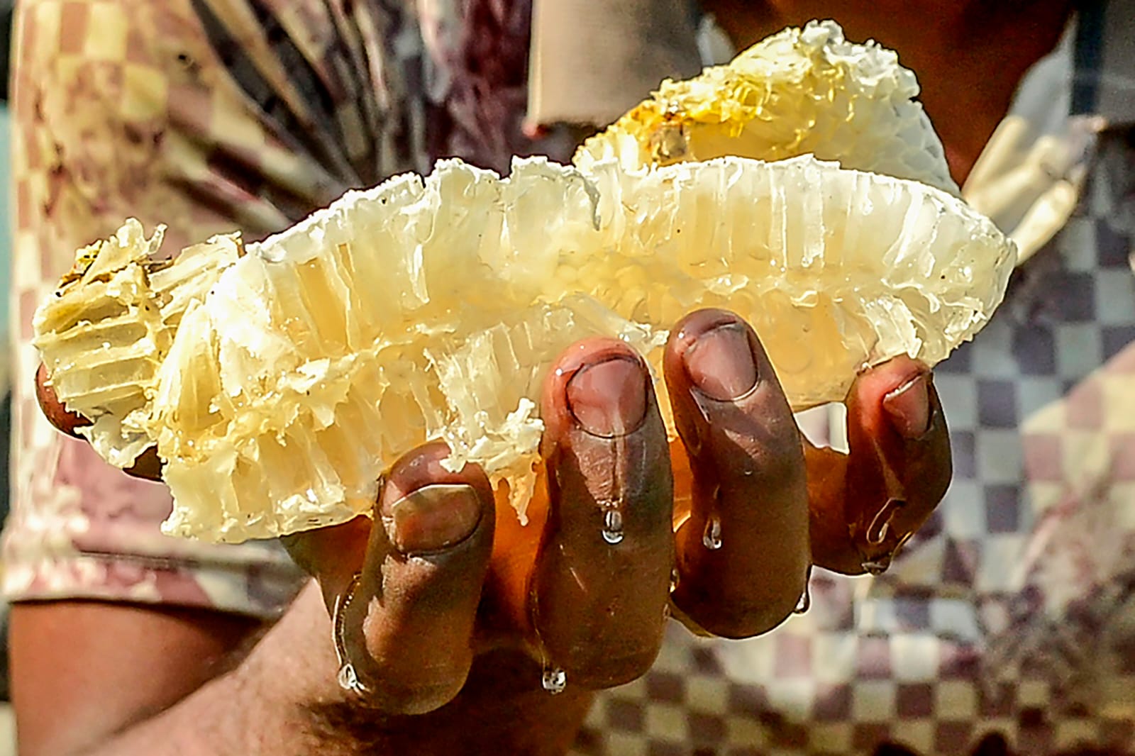 হানি