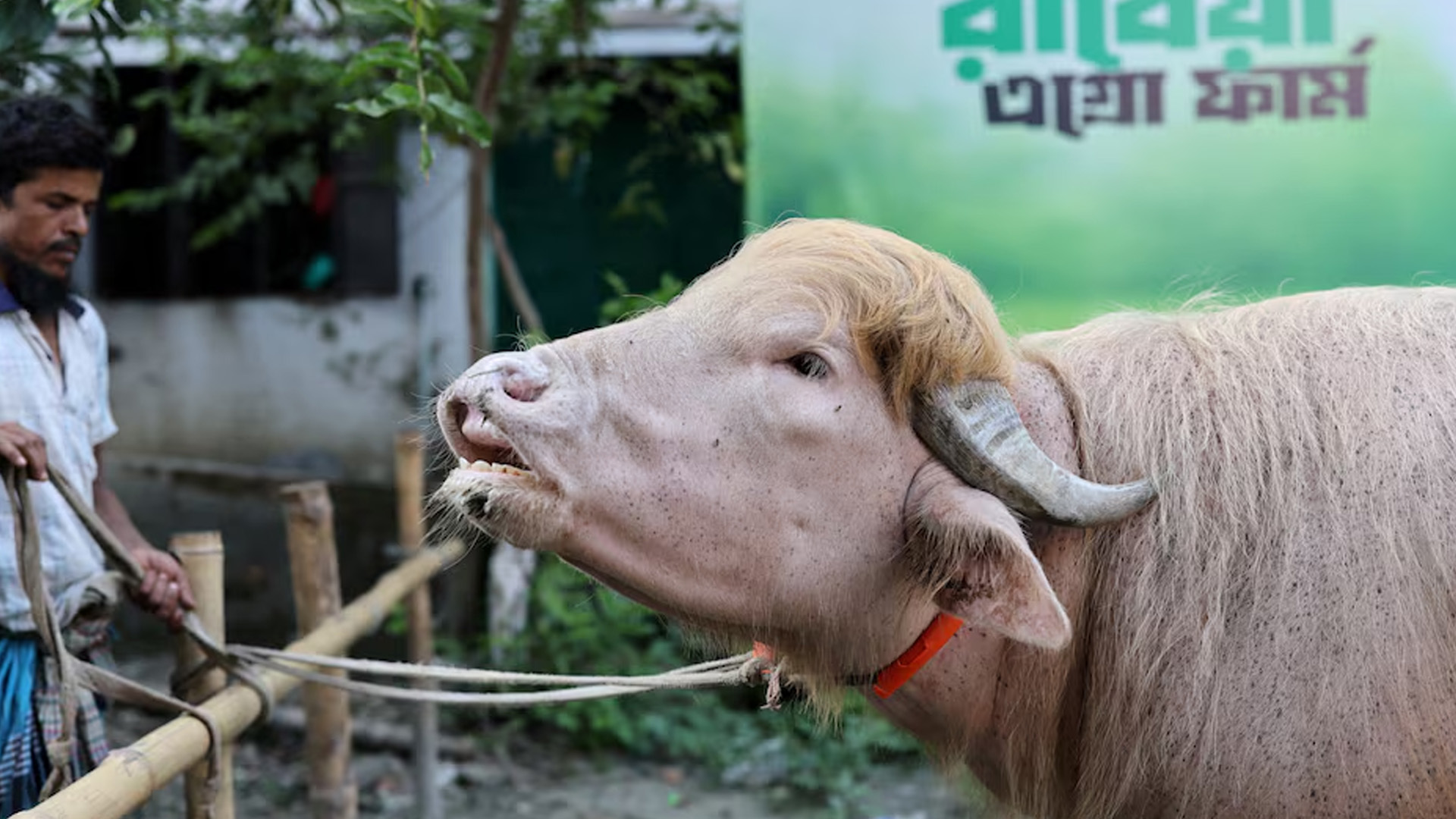 বাংলাদেশের অ্যালবিনো মহিষটিকে নারায়ণগঞ্জের একটি অ্যাগ্রো ফার্মে দেখা যাচ্ছে। ছবিটি তোলা হয়েছে ঈদুল আজহার আগে। ২০ মে, ২০২৬। ছবি: রয়টার্স