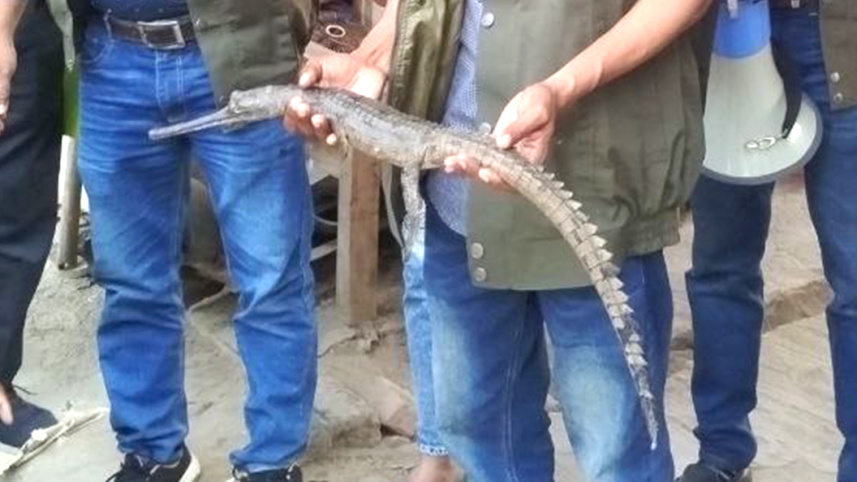 endangered gharial