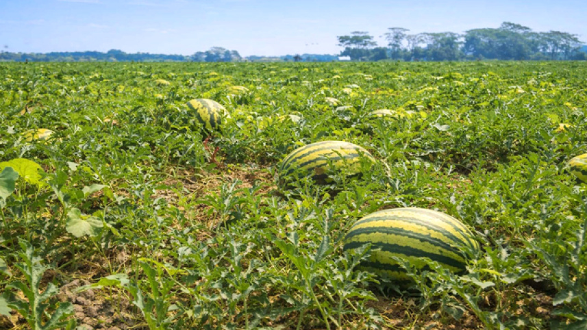 agriculture