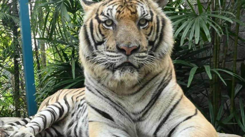  Name tiger.
