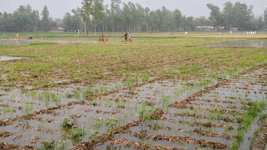 বগুড়া