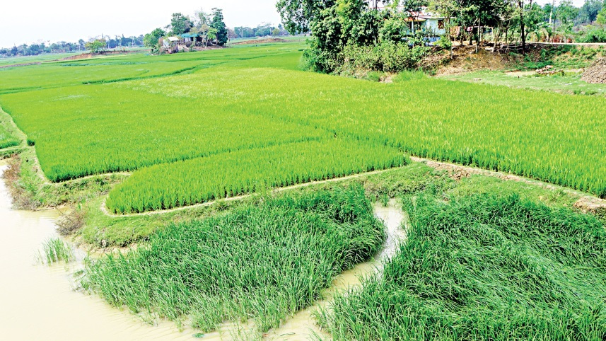 agriculture