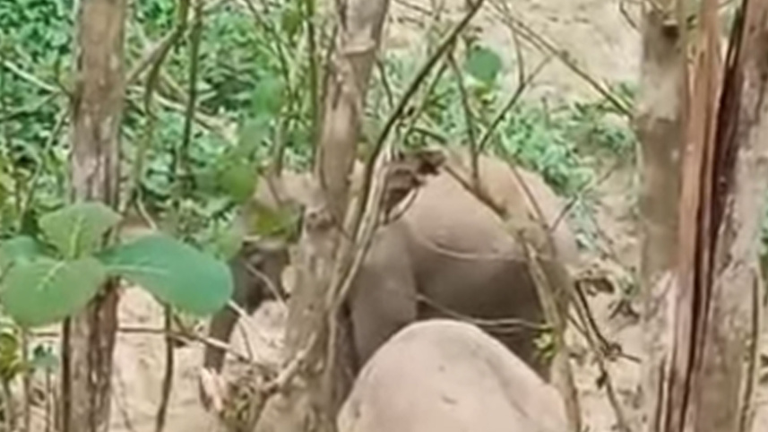 dead-elephant