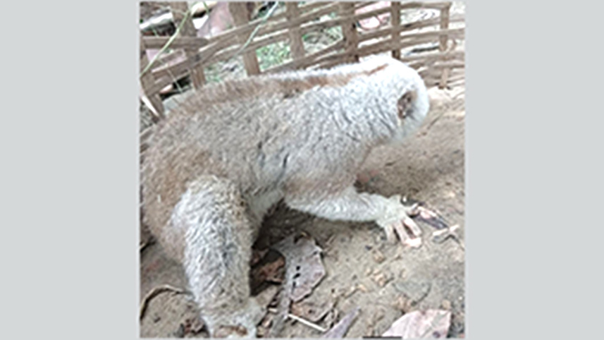 slow-loris