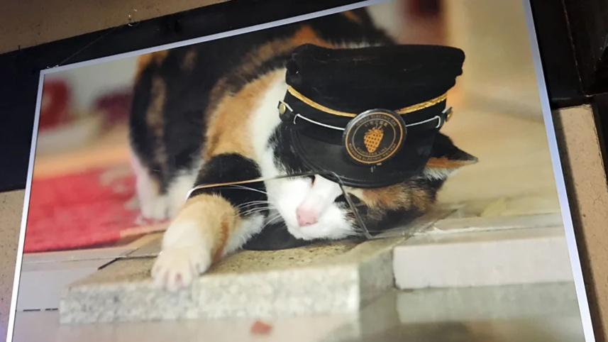 tama