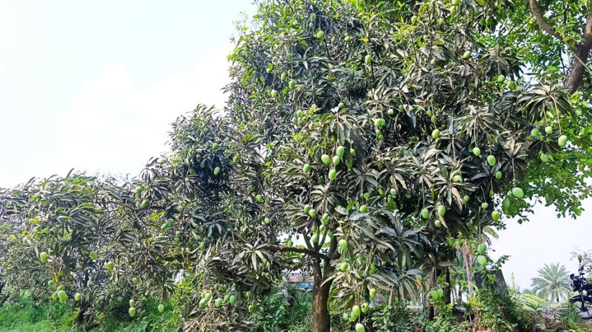 ছবি: স্টার।