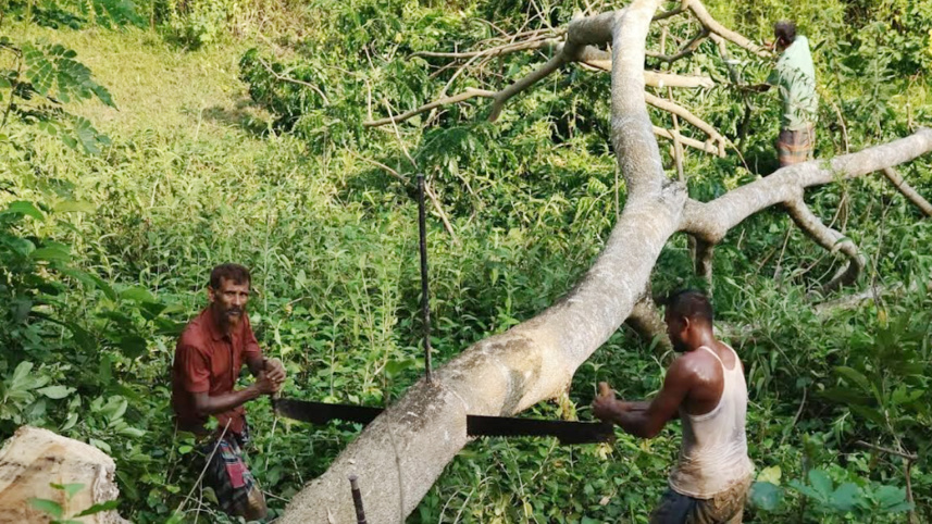 গাছ কাটা হচ্ছে। ছবি: স্টার