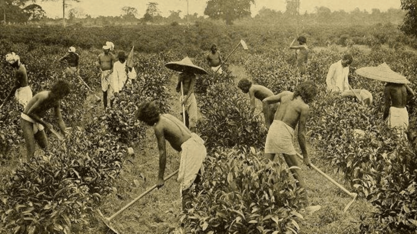 Tea Estate
