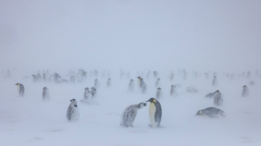 Antarctica