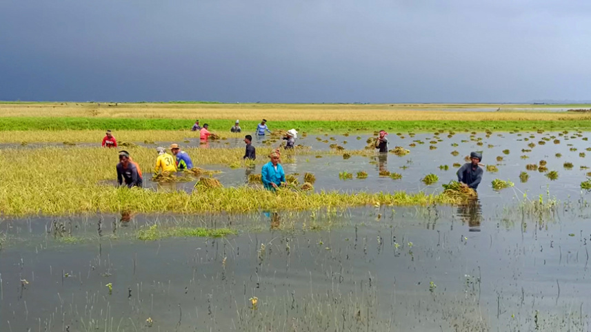 Brahmanbaria_Cropland-Submerged