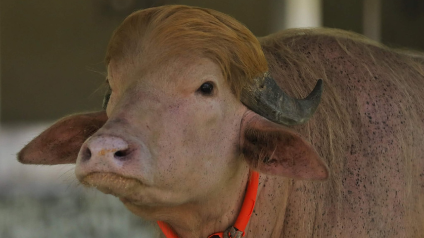 Donald Trump buffalo