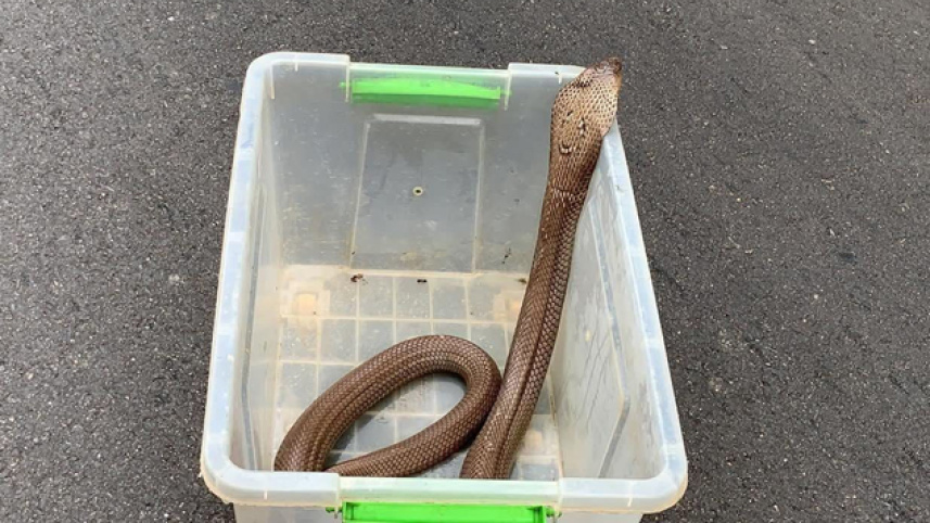 King-Cobra