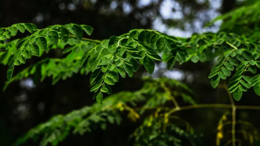 সজনে গাছ