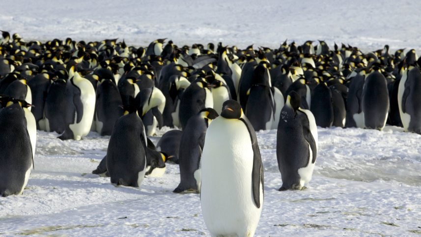 Penguin