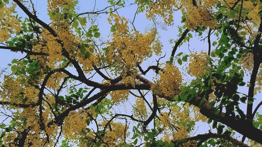 Sonalu Phul