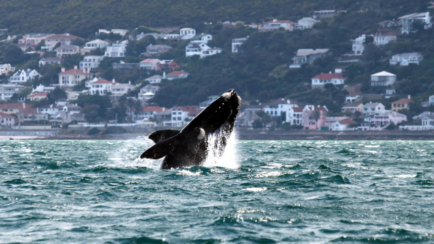 Whale