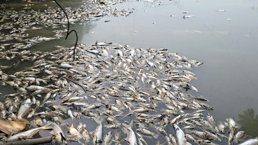 faridpur-Fish