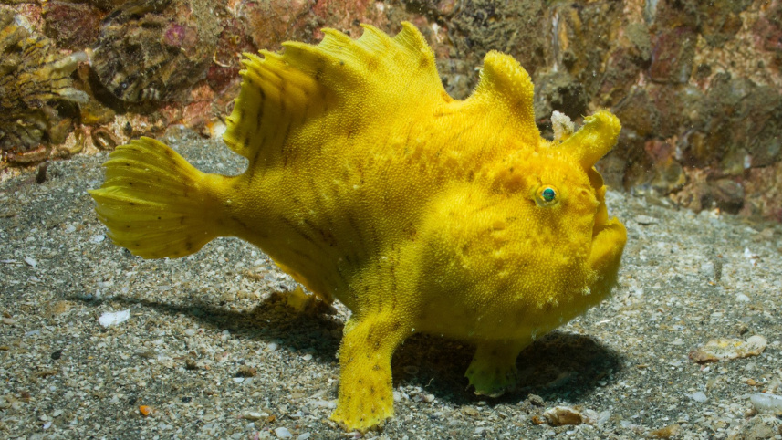 frogfish