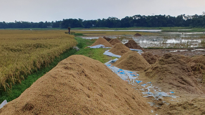 স্তূপ করে রাখা ধান পচে যাচ্ছে। ছবি: তাফসিলুল আজিজ
