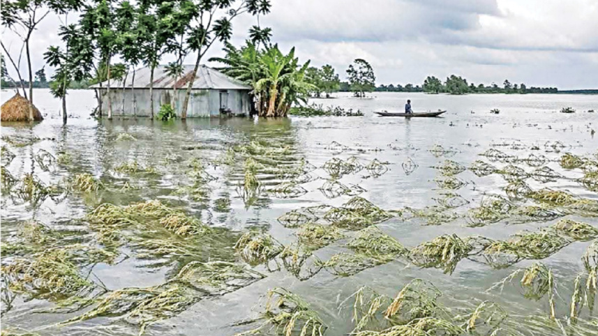rice field under water