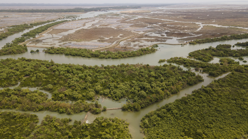 Mangrove Forest of Sonadia Dwip