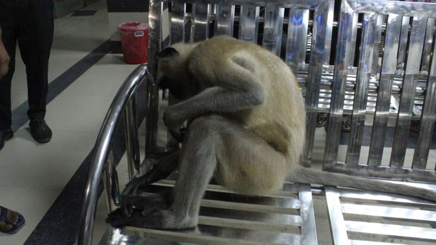 হনুমান