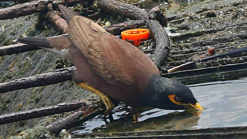 বর্ষা