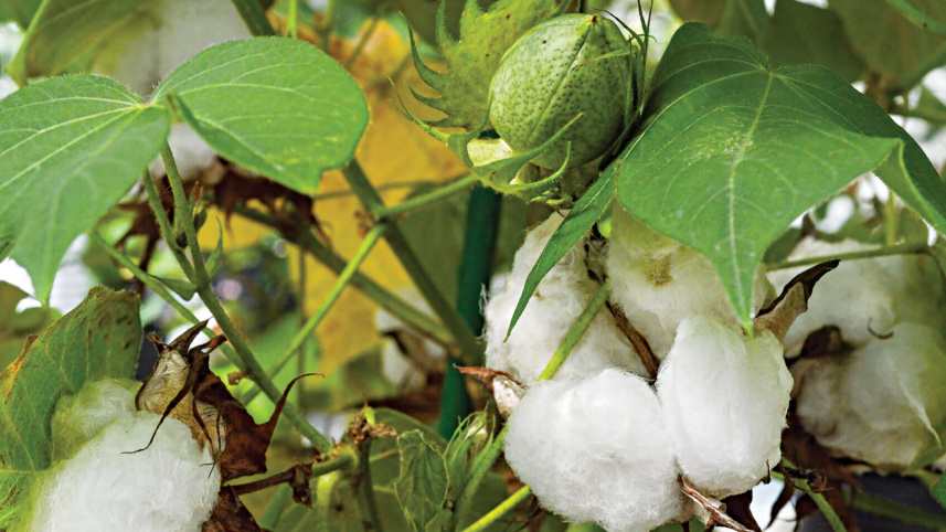 cotton