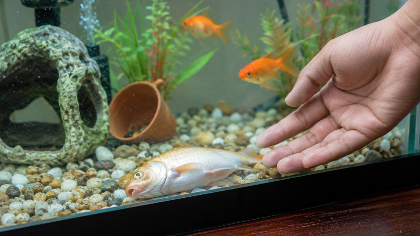fish