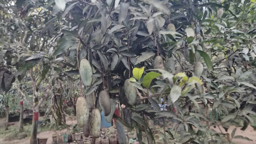 মৌলভীবাজারের বড়লেখায় পাহাড়ের ঢালের বাগানে বিভিন্ন জাতের আম। ছবি: সংগৃহীত