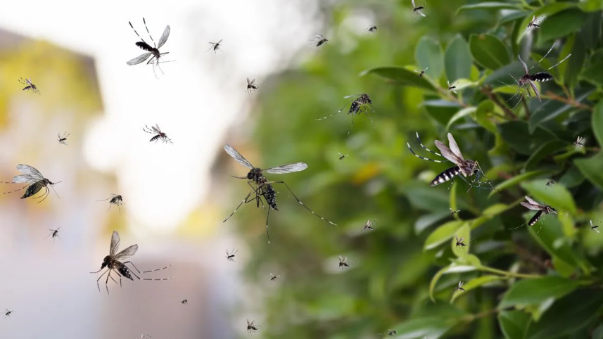 mosquito