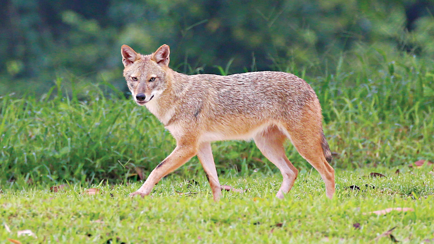  Jackal