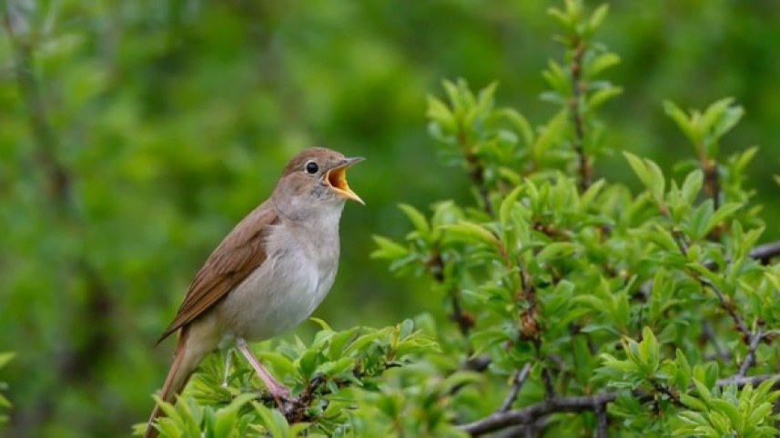 Nightingale-in-tree-singing