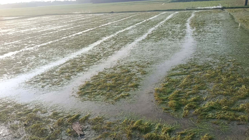 Noakhali-Crops-Damage