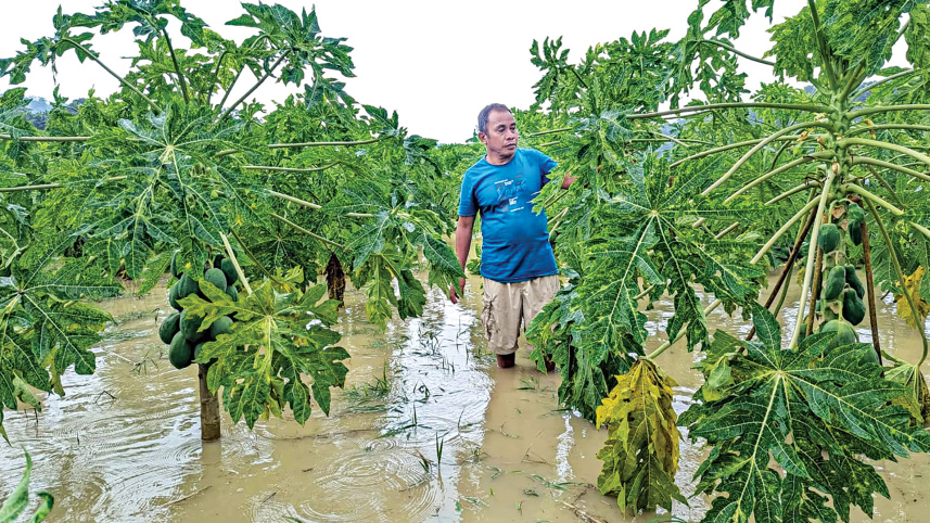 ফসলের ক্ষতি