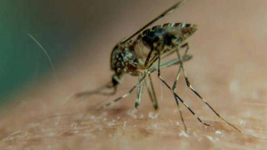 Mosquito